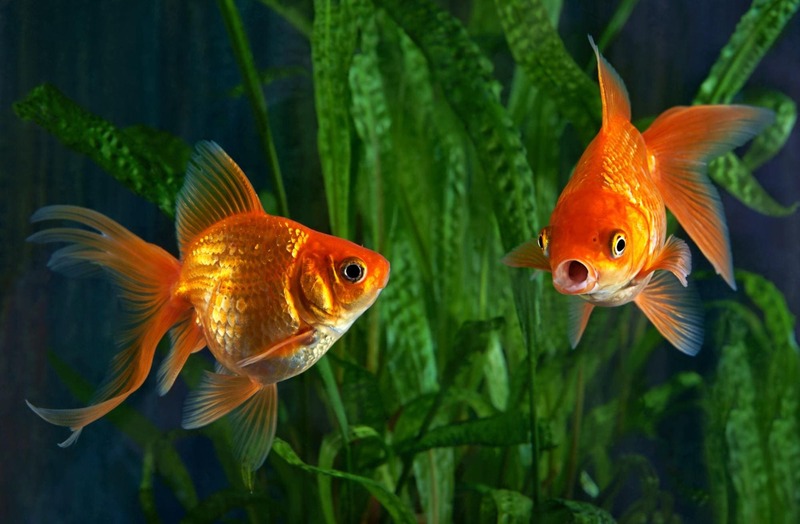 How Long Do Goldfish Live? A Comprehensive Guide to Their Lifespan