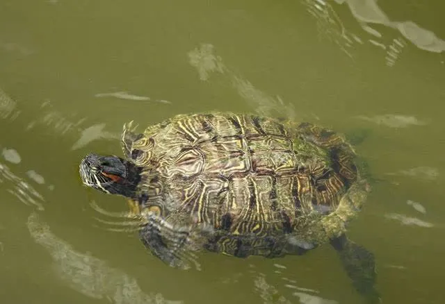 Why do turtles float? ——Explore the reasons and solutions behind turtles floating