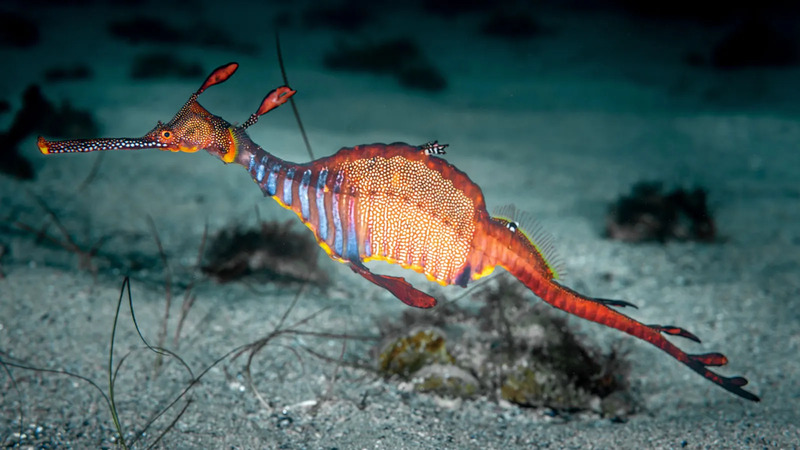 Leafy seadragon: an underwater elf with the ultimate in camouflage