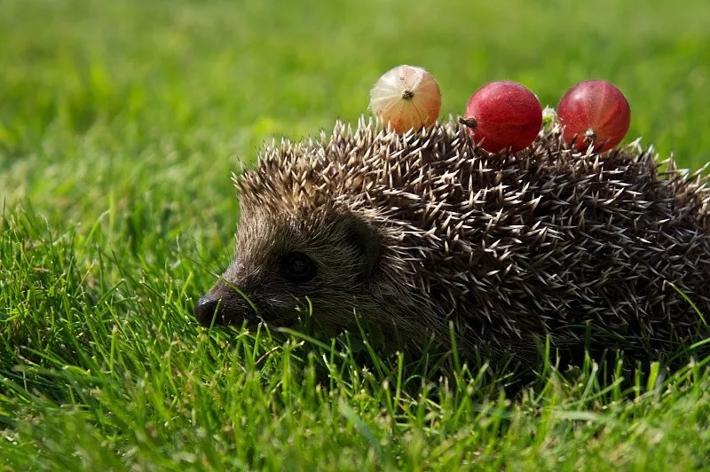 What do hedgehogs eat? ——A comprehensive analysis of hedgehogs' eating habits