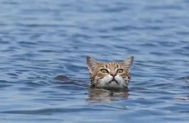 Can leopard cats swim? ——Exploring the water quality and survival habits of leopard cats