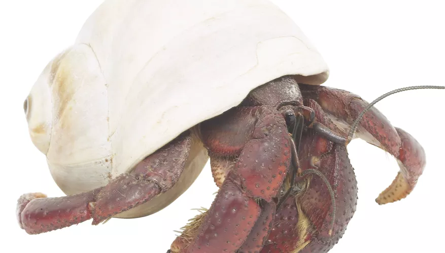 What Do Hermit Crabs Look Like Without Their Shells?