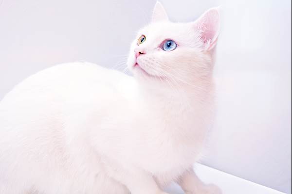 How to Identify an Albino Kitten: Key Signs & Characteristics