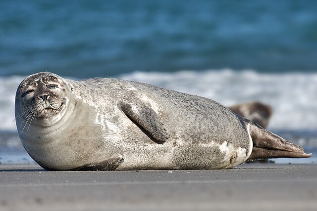 Is the seal a mammal? ——In-depth analysis of the biological classification and characteristics of se