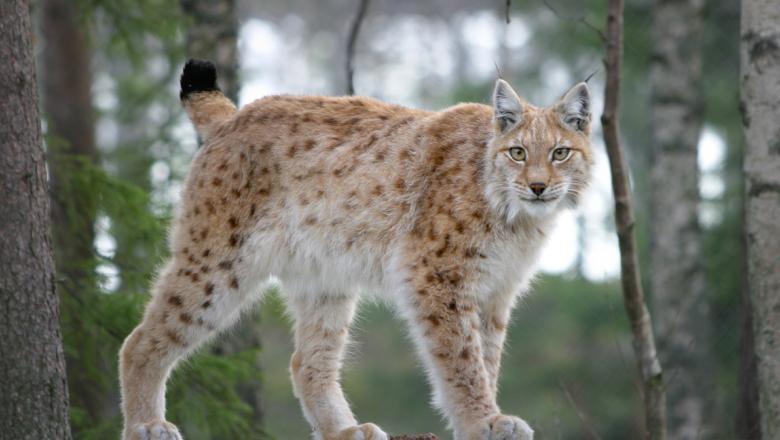 Lynx: The Mysterious Wild Cats of the Northern Hemisphere