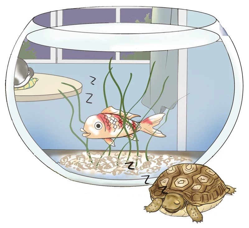 How do fish sleep? Professional analysis of the rest and sleep mechanism of fish