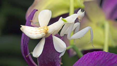 What are some insects that look like flowers? Uncovering the secrets of insect mimicry and ecologica