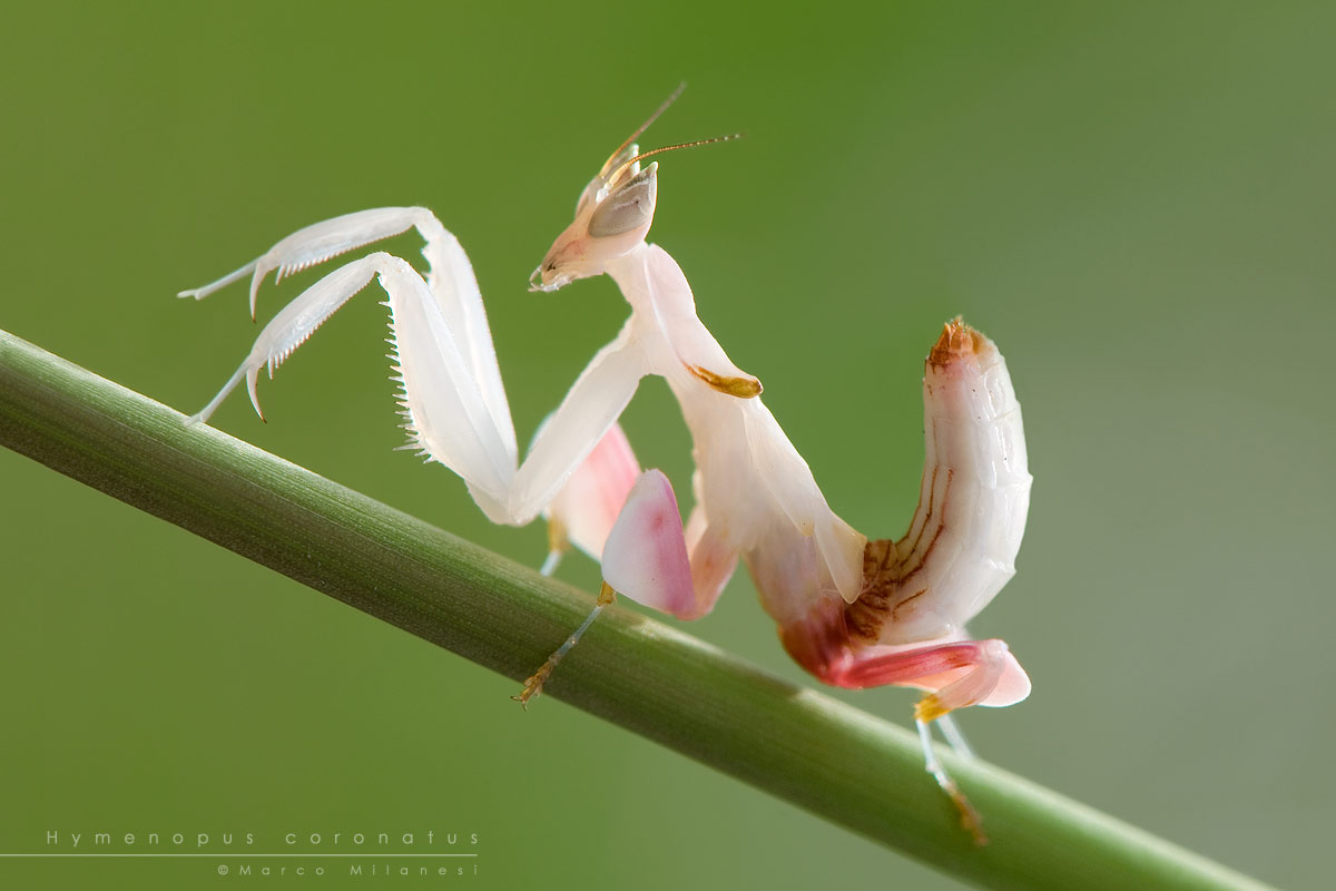 Orchid Mantis: Beautiful and Deadly Flower Killer