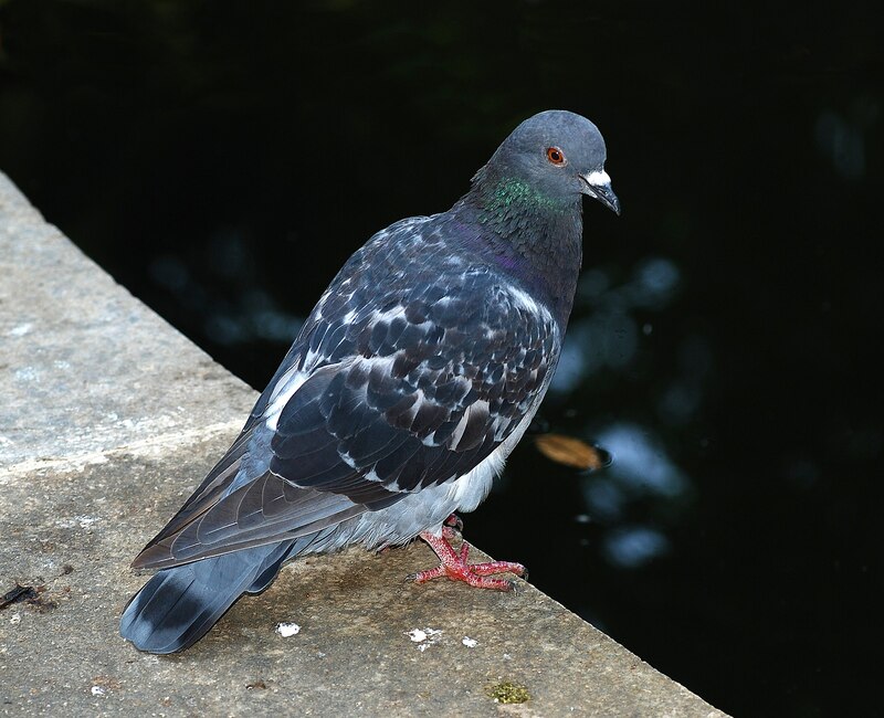 Pigeon_2007-1.jpg