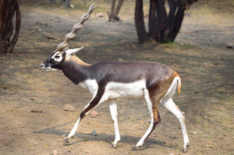 BlackBuck.jpg