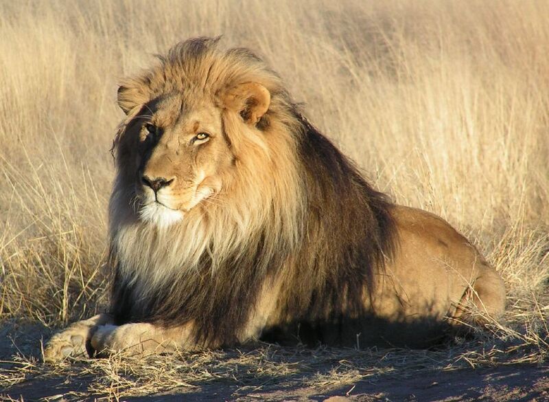 Lion_waiting_in_Namibia_(cropped).jpg