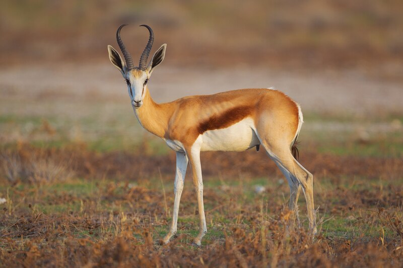 2560px-Antidorcas_marsupialis,_male_(Etosha,_2012)_Fix_CA_Version.jpg