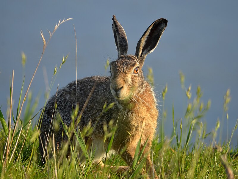 Lepus_europaeus_(Uitkerke).jpg