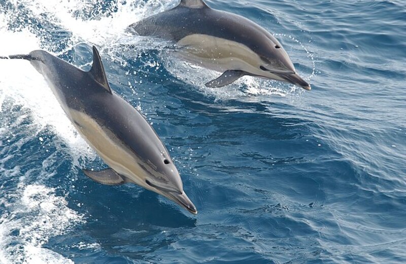 Common_dolphin_noaa.jpg