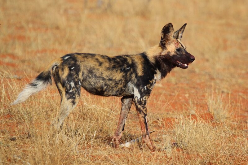 African_wild_dog_(Lycaon_pictus_pictus).jpg