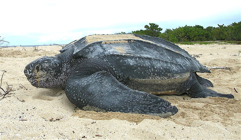 Leatherback_sea_turtle_Tinglar,_USVI_(5839996547).jpg