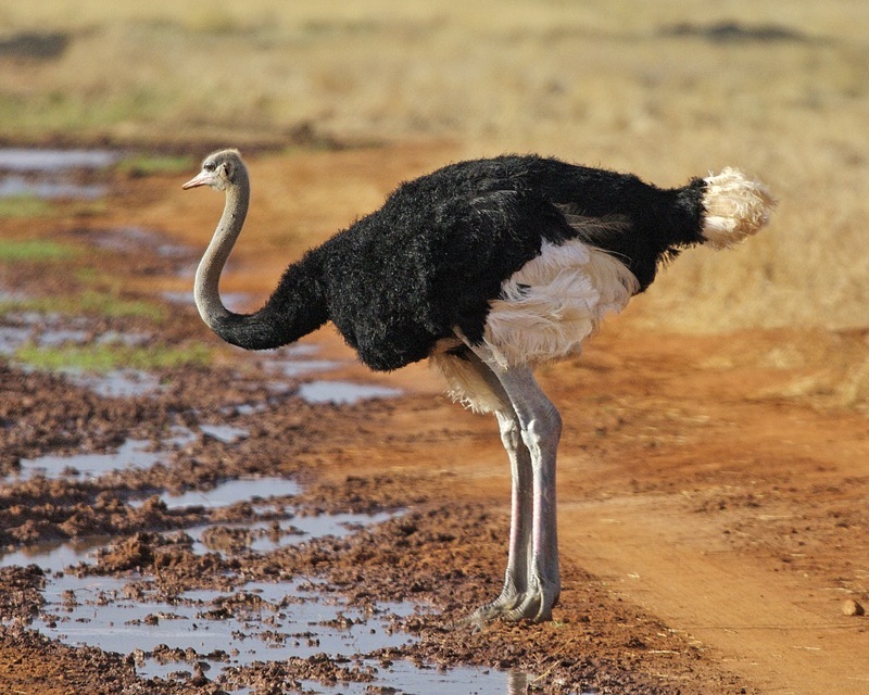 North_African_Ostrich_-_Masai_Ostrich_(Struthio_camelus_massaicus)_-_Flickr_-_Lip_Kee.jpg