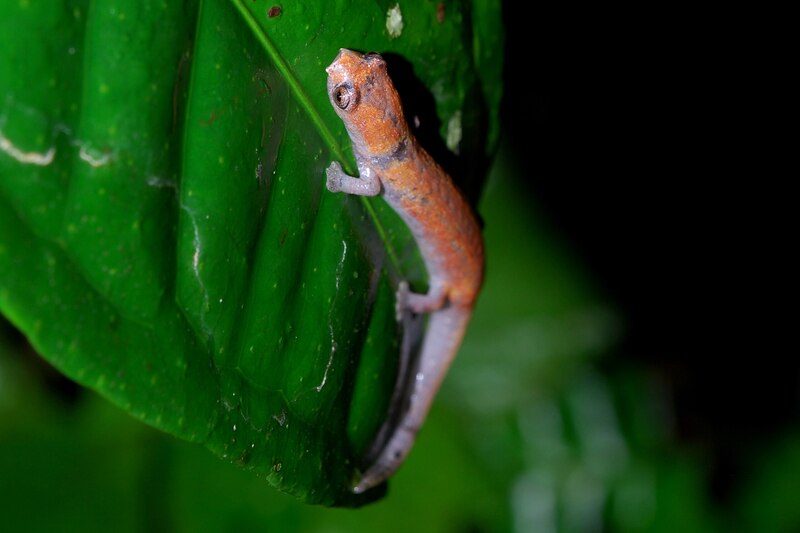 Bolitoglossa_altamazonica_(Yasuni).jpg