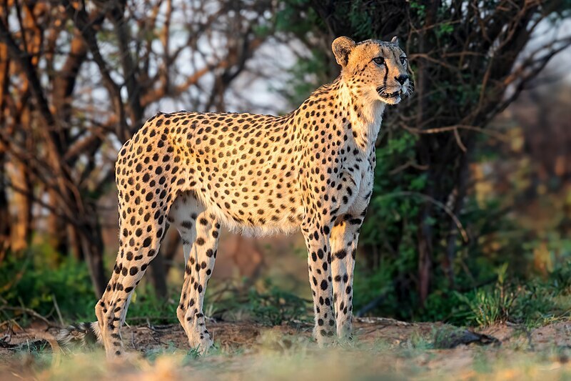 Male_cheetah_facing_left_in_South_Africa.jpg