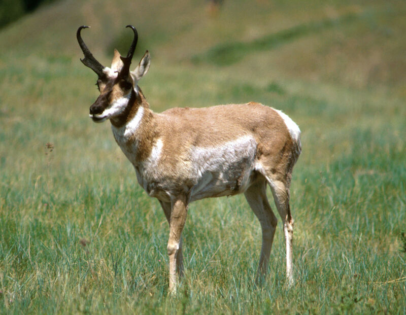 1920px-Pronghorn_Antelope_USFWS.jpg