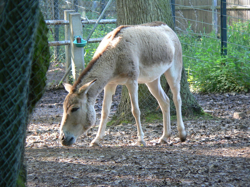 Equus_hemionus_kulan.jpeg