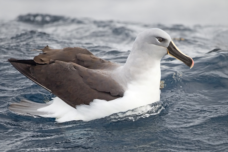 Thalassarche_chrysostoma_-_SE_Tasmania.jpg