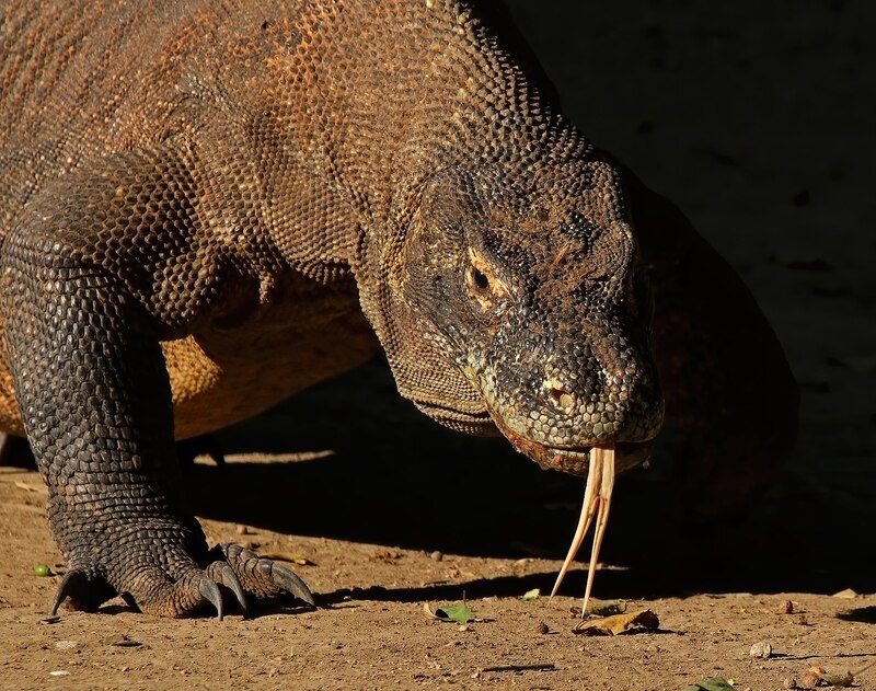 1920px-Komodo_dragon_(Varanus_komodoensis).jpg