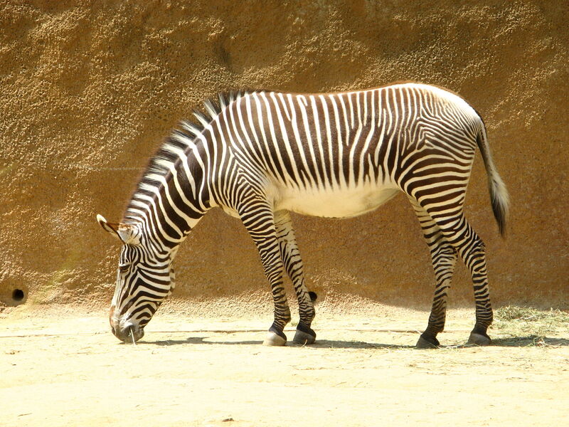 2560px-LAzooZebra.jpg