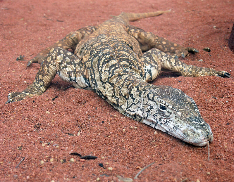 1920px-Perentie_Lizard_Perth_Zoo_SMC_Spet_2005.jpg