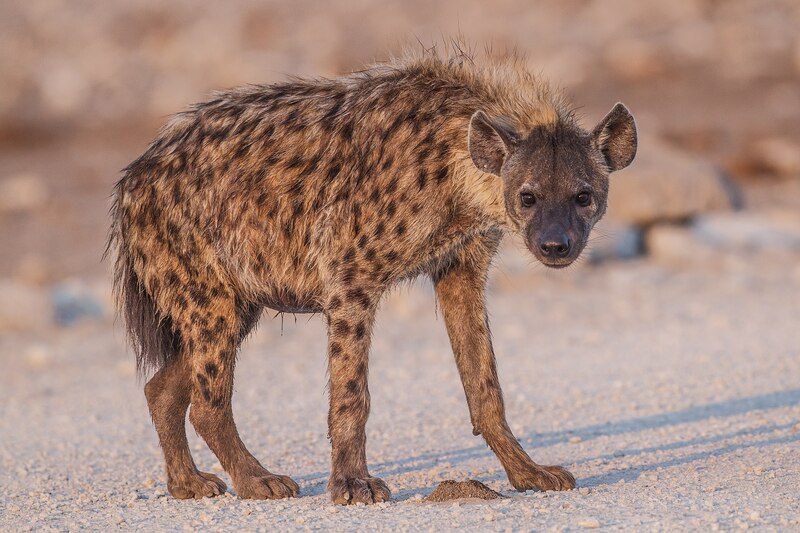 Crocuta_crocuta_-_Etosha_2015.jpg