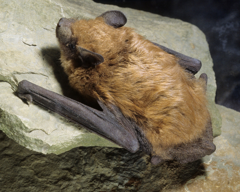 Big_brown_bat_crawl.jpg