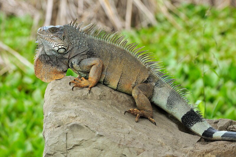 Iguana_iguana_Portoviejo_05.jpg