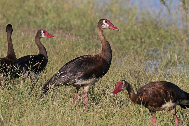 Spur-winged_goose_(Plectropterus_gambensis).jpg