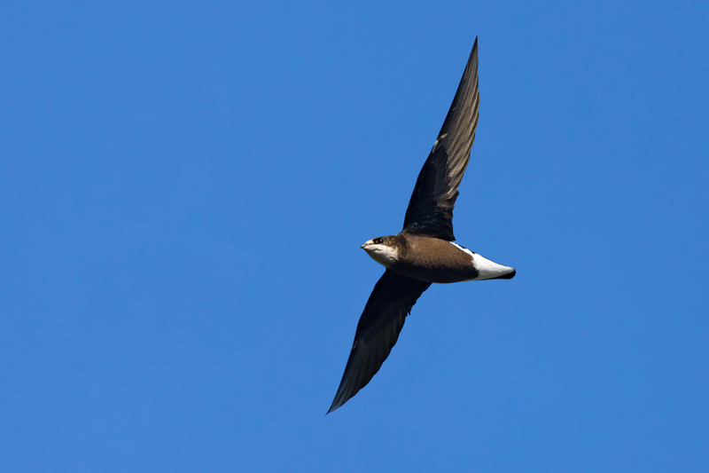 White-throated_Needletail_0A2A6919.jpg