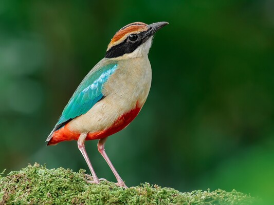 Biue-Winged Pitta