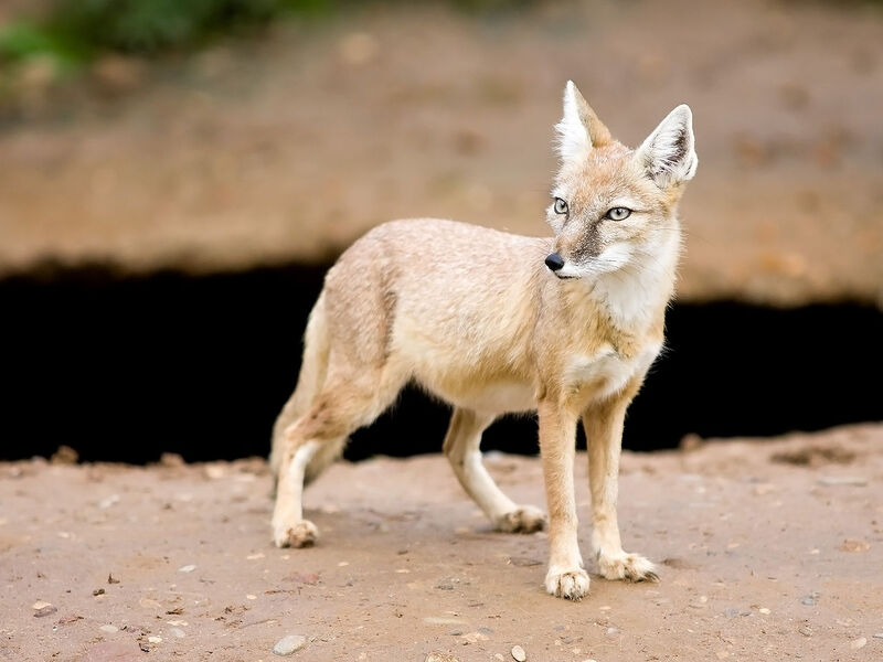 Vulpes corsac