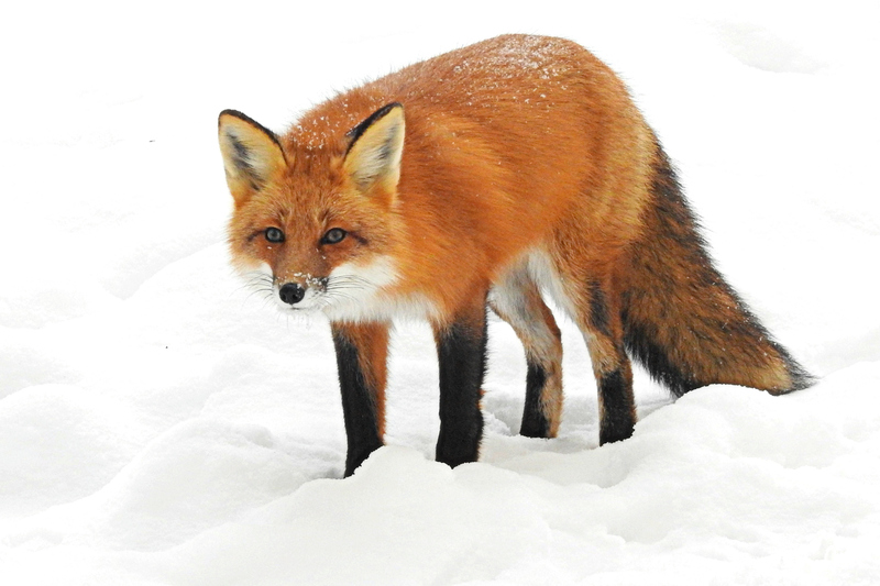 Vulpes vulpes