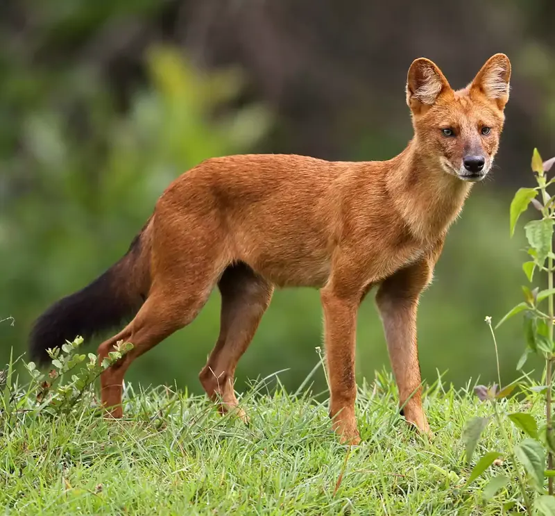 Cuon alpinus