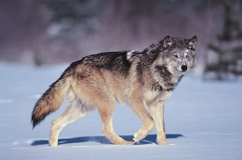 Canis lupus
