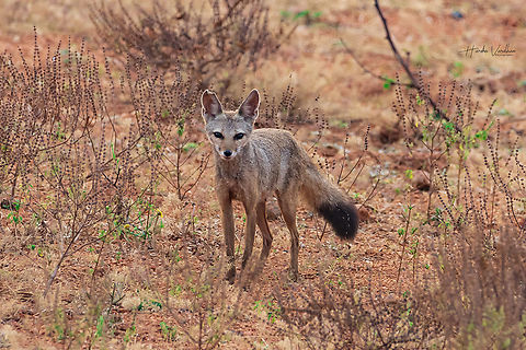 Vulpes bengalensis