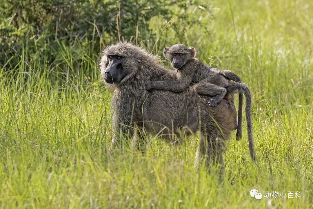 Top 10 smartest monkeys in the world
