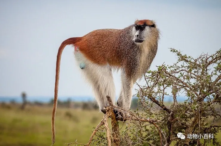 The fastest monkey on earth