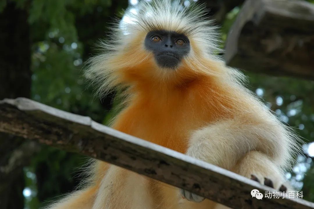 Top 10 rarest monkeys in the world