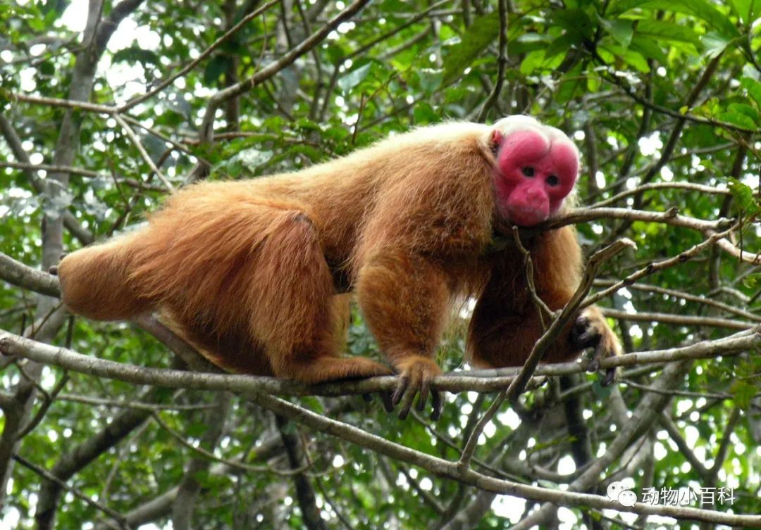 Top 10 weird-looking monkeys in the world
