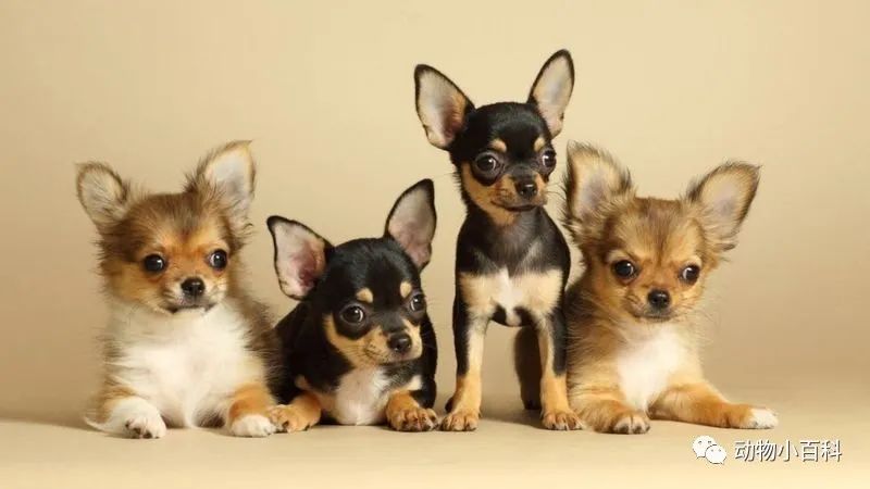 How long will your dog live? (Pet dog life expectancy ranking)