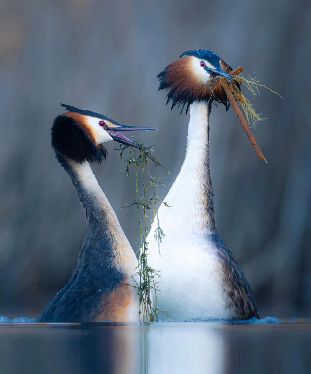 A tender moment for birds