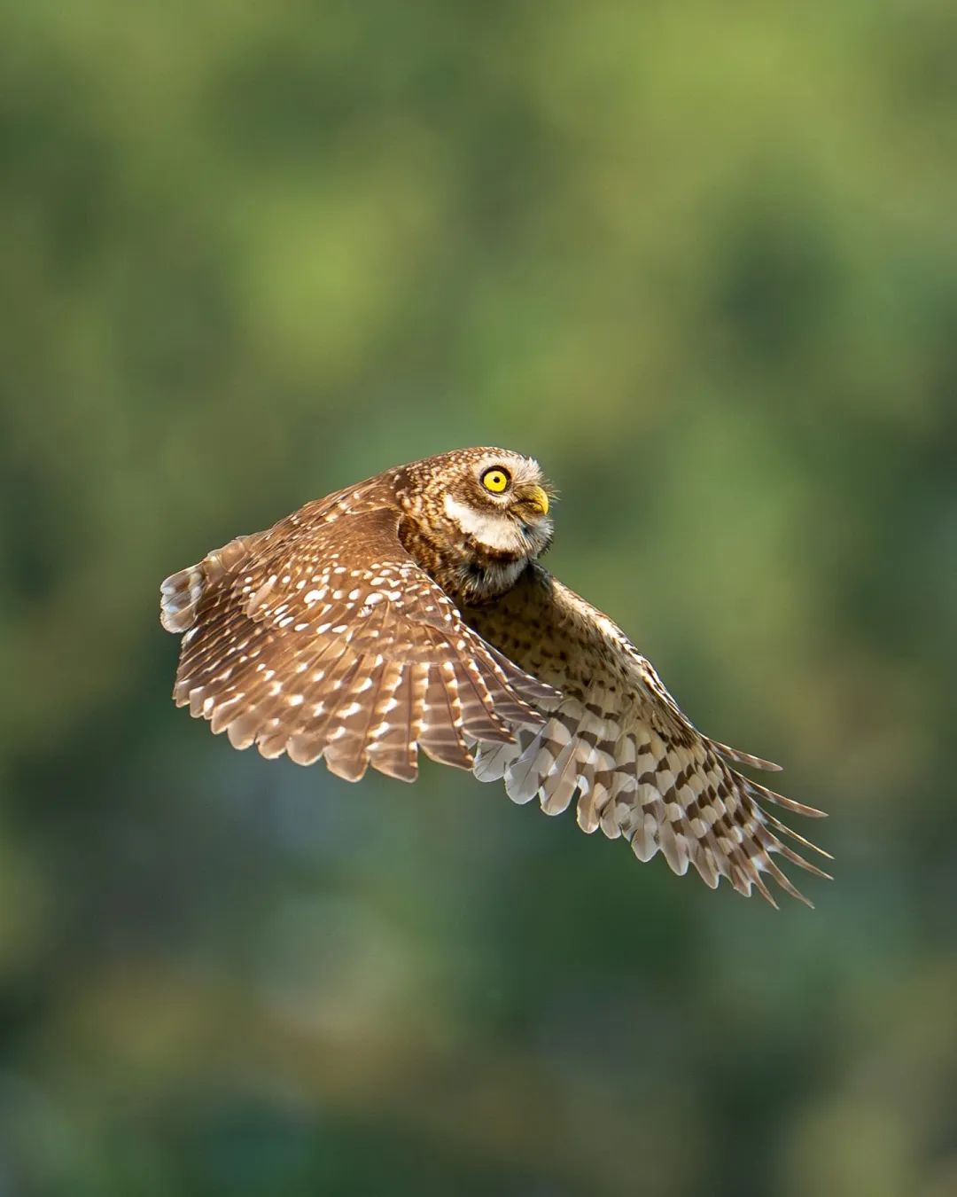 Spotted owlet