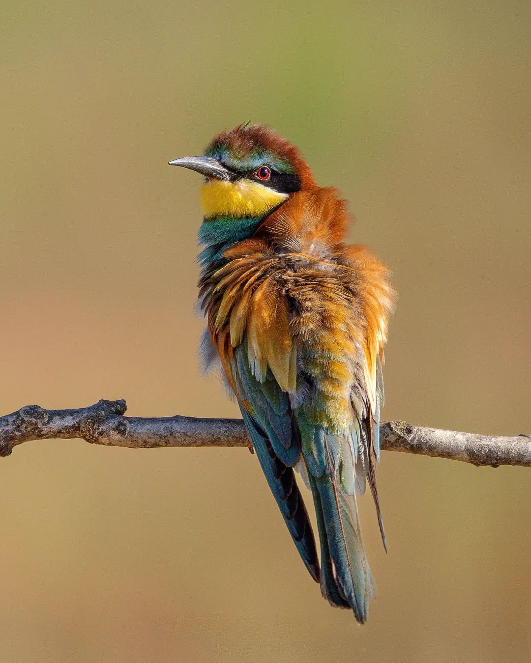 European bee-eater