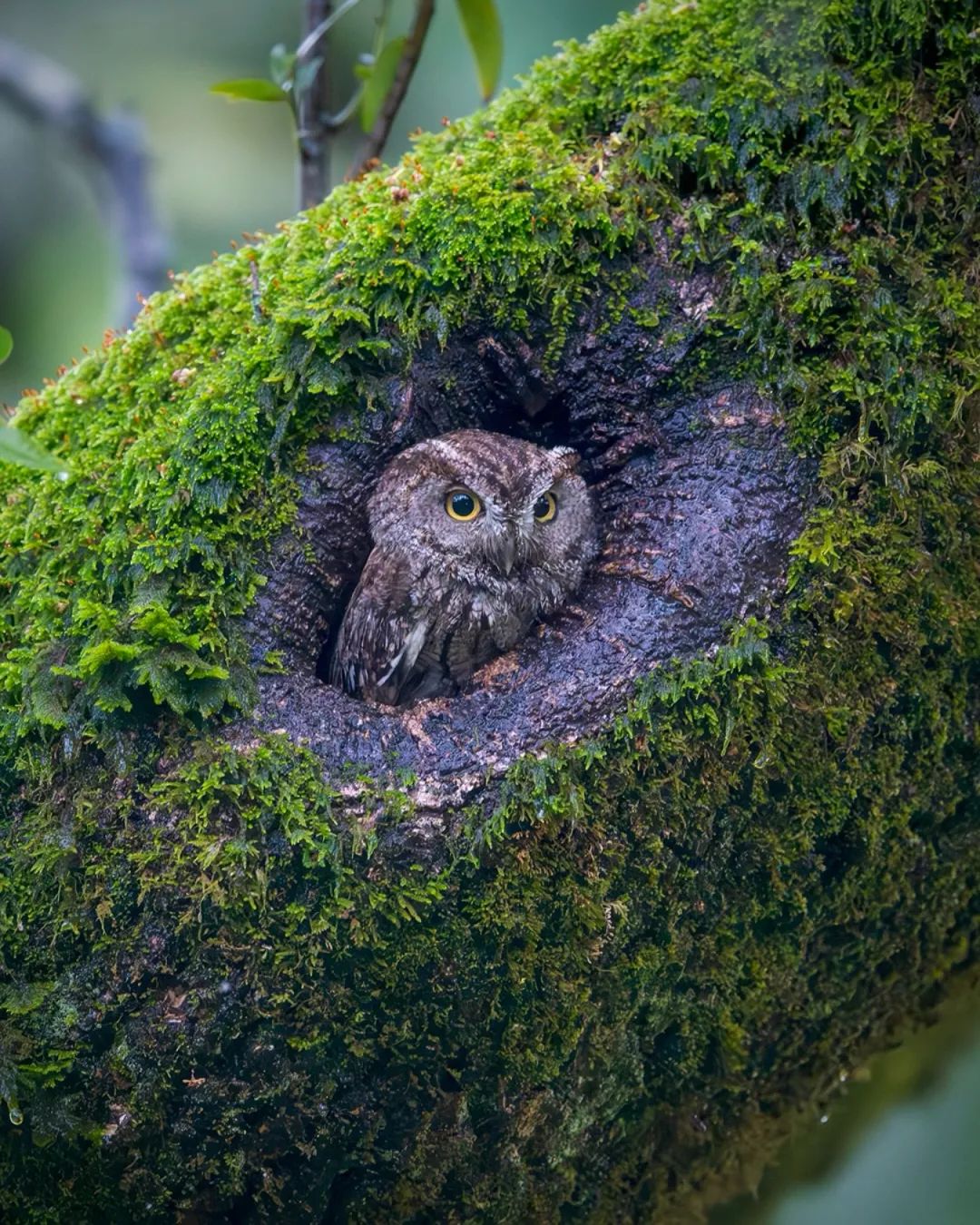 Megascops kennicottii