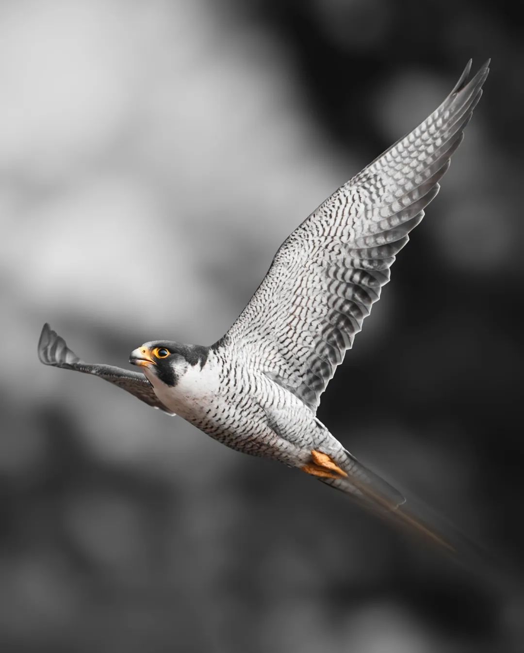 Peregrine falcon